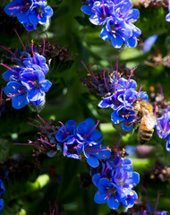 Stunning blue and pink spikes of echium fastuosum or Pride of Madeira open in early spring attracting bees to the home garden with a brilliant purple blue display of dainty rosette petals. 