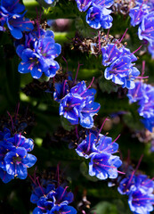 Stunning blue and pink spikes of echium fastuosum or Pride of Madeira open in early spring...