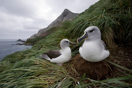Gray-headed Albatross, South Georgia Island, Antarctica