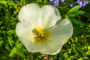 white and yellow flowers