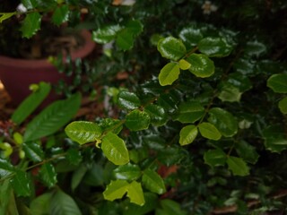 Singapore holly plant in the garden