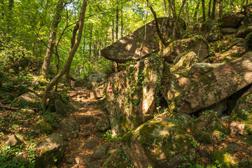 Beautiful green mountain forest on a sunny day in Eppan in the Italian South Tyrol