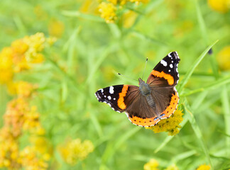 A Red Admiral butterfly in a field of yellow flowers.  Cape Rosier, Maine. 