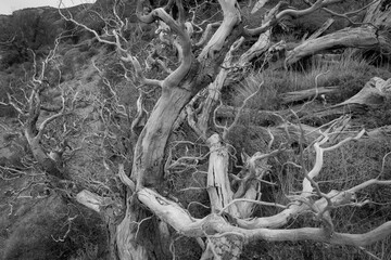 Gnarled Tree, Patagonia