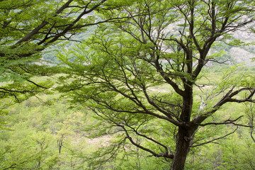 Fototapeta premium Southern Beech Forest, Patagonia