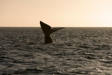 Naklejka premium Southern Right Whale, Peninsula Valdes, Patagonia