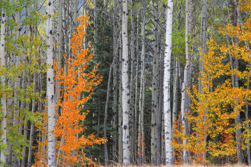 Colorful birch trees in autumn time
