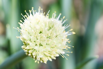 A close up shot of a cute white flower of spring onion in sunlight.