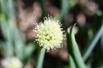A close up shot of a cute white flower of spring onion in sunlight.