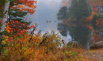 Close up shot of autumn bushes and trees by misty lake
