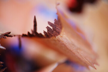 Macro of sharpener waste