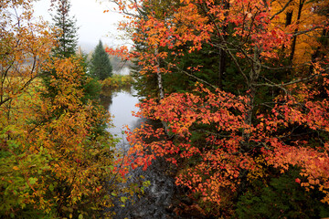 Colorful maple tree and fall foliage along creek
