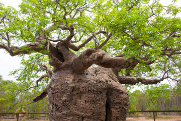 Famous Boab Prison Tree,a large hollow Adansonia gregorii (Boab) tree just south of Derby, Western...