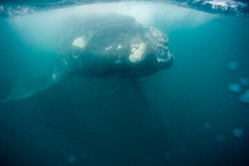 Southern Right Whale, Peninsula Valdes, Patagonia