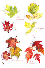 set of autumn maple leaves Acer platanoides and Acer Ginnala, Acer negundo and Acer saccharinum ,watercolor drawing on a white background