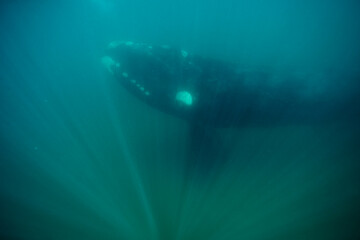 Fototapeta na wymiar Southern Right Whale, Peninsula Valdes, Patagonia