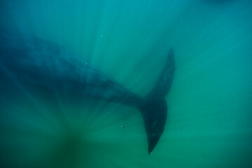 Southern Right Whale, Peninsula Valdes, Patagonia
