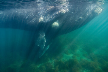 Obraz premium Southern Right Whale, Peninsula Valdes, Patagonia