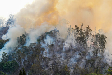 Forest fire disaster in Monte Alegre do Sul, Sao Paulo, Brazil. 8 September-2020