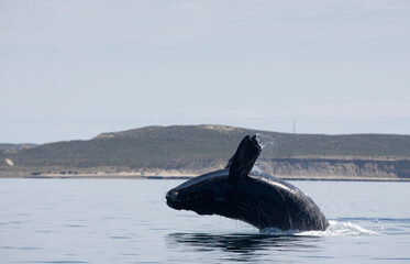 Obraz premium Southern Right Whale, Peninsula Valdes, Patagonia