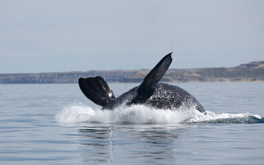 Fototapeta premium Southern Right Whale, Peninsula Valdes, Patagonia