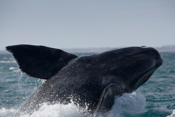 Fototapeta premium Southern Right Whale, Peninsula Valdes, Patagonia