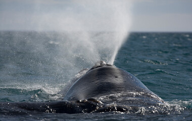Southern Right Whale, Peninsula Valdes, Patagonia
