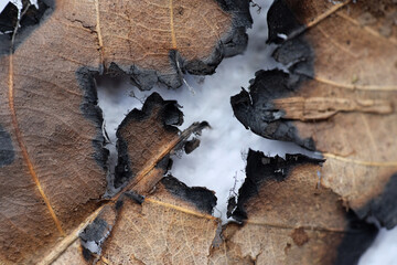 Macro of burn dried leaf