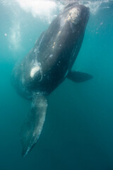 Obraz premium Southern Right Whale, Peninsula Valdes, Patagonia