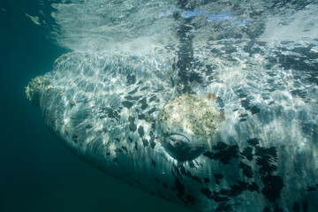 Naklejka premium Southern Right Whale, Peninsula Valdes, Patagonia