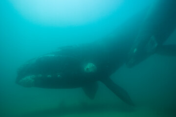 Fototapeta premium Southern Right Whale, Peninsula Valdes, Patagonia