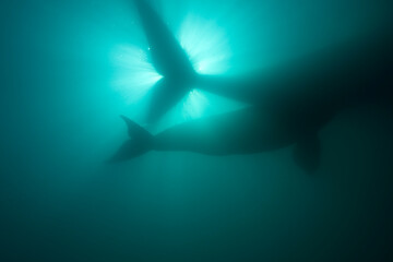 Southern Right Whale, Peninsula Valdes, Patagonia