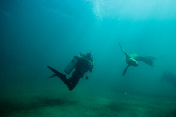 Scuba Diver and Southern Sea Lions, Patagonia