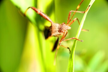 ライティングで明るく照らした茶色い甲虫の頭部のクローズアップ