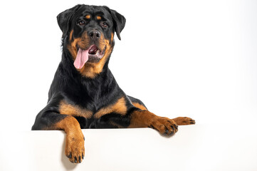 face dog rottweiler with big tongue,