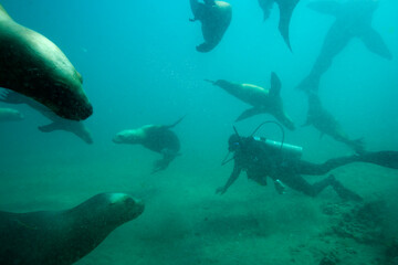 Southern Sea Lions, Patagonia