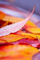 Close-up of water droplets on autumn leaves.  A lot of small raindrops.  Autumn leaves in shades of red and orange . Vivid colours.

