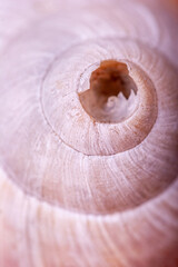 White and damaged spiral seashell in close up.