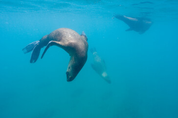 Fototapeta premium Southern Sea Lions, Patagonia