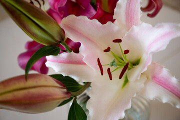 Obraz premium Pink lilies