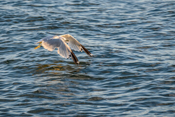Gull flying low over wind rippled water at sunset

