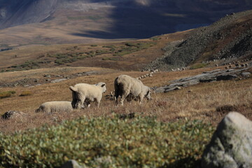 sheep grazing in the mountains