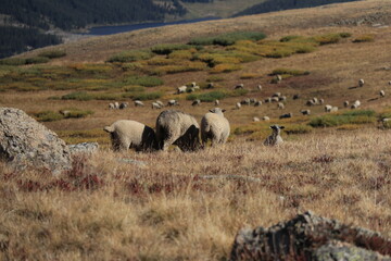sheep grazing in the mountains