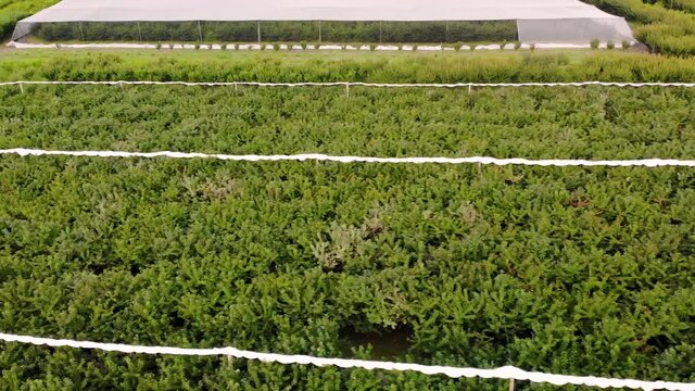 Aerial above green cherry plants at an orchard in New Zealand, farm in Roxburgh