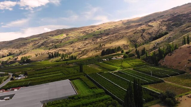 Valley filled with rich fruitlands in rural landscape of New Zealand, aerial