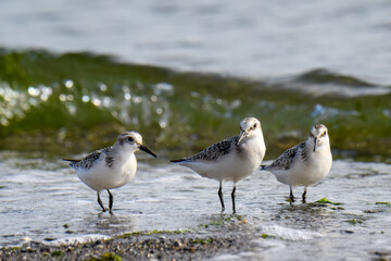 Three shorebirds standing on the beach tideline with a wave behind them

