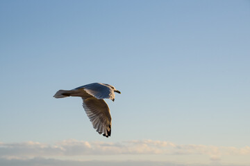 Gull flying at sunset against a light blue sky with white clouds
