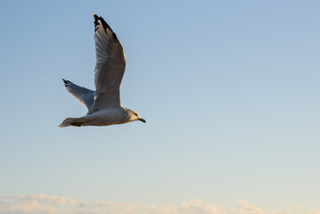 Fototapeta na wymiar Gull flying at sunset against a light blue sky with white clouds 