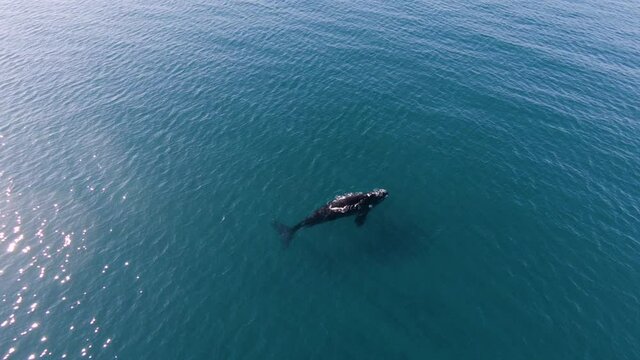 a lonely whale floating in the middle of the turquoise ocean on a sunny day - Aerial push in slow motion