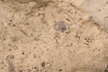 The texture of the mud that formed after rain, interspersed with pebbles.
